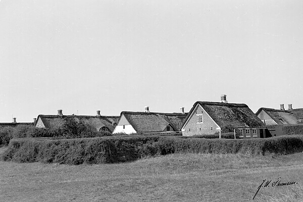 Sønderho: Æ kalvkrog i Sønderho